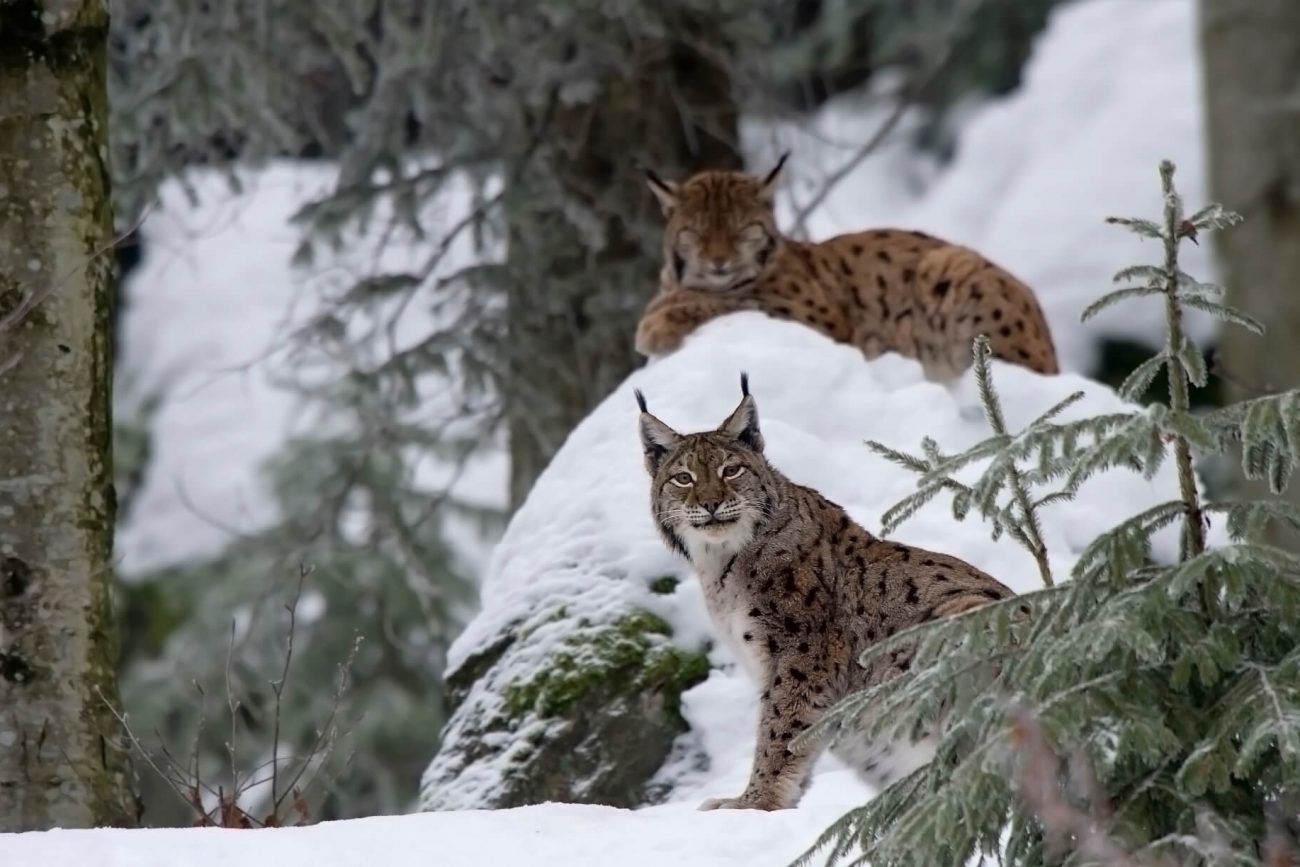 Bayerischer Wald - Luchs