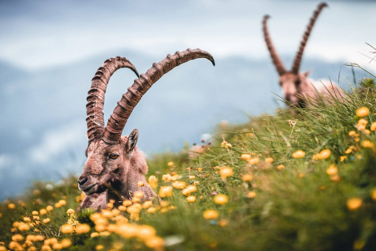 Bayerische Alpen - Steinböcke